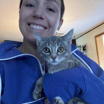 Rescue American Shorthair Cats for Adoption in Atglen, Pennsylvania - Cinderella | PetCurious