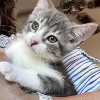 Morningwood -  Tabby Cat for Adoption in Greenfield, California - Morningwood | PetCurious