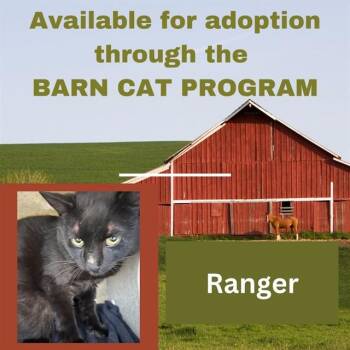 RANGER BARN CAT -  Domestic Short Hair Cat for Adoption in Westminster, Maryland - RANGER BARN CAT | PetCurious