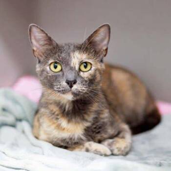 Arabella -  Domestic Short Hair Cat for Adoption in Atlanta, Georgia - Arabella | PetCurious