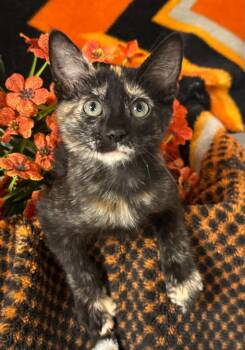 5/13/26 Sasuke -  Domestic Short Hair Cat for Adoption in Stillwater, Oklahoma - 5/13/26 Sasuke | PetCurious
