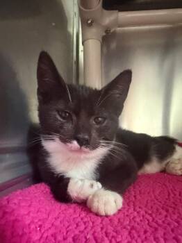 Lenteja -  Domestic Short Hair Cat for Adoption in Pomona, New York - Lenteja | PetCurious