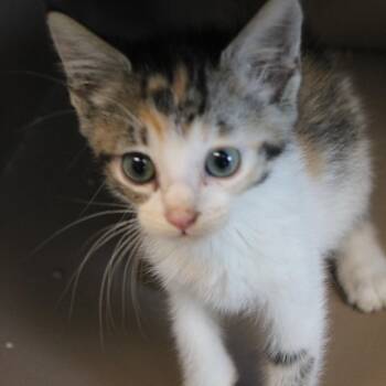 Heart -  Domestic Short Hair Cat for Adoption in Cleveland, Mississippi - Heart | PetCurious