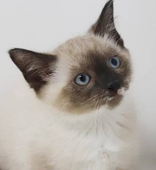 Ariel and Eric - our Disney exotic duo - so sweet and happy -  Siamese and Snowshoe Cat for Adoption in Bedford Hills, New York - Ariel And Eric - Our Disney Exotic Duo - So Sweet And Happy | PetCurious