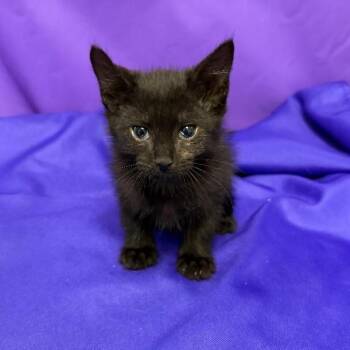 Xenon -  Domestic Medium Hair Cat for Adoption in North Myrtle Beach, South Carolina - Xenon | PetCurious