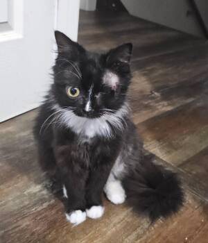 Socket -  Domestic Long Hair Cat for Adoption in Camden, South Carolina - Socket | PetCurious