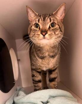 Domestic Short Hair Cats Available for Adoption in Fairfax, Virginia - Kitay | PetCurious