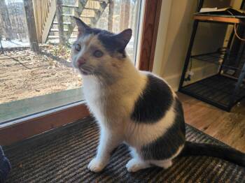 Odie -  Domestic Short Hair Cat for Adoption in Rockford, Michigan - Odie | PetCurious