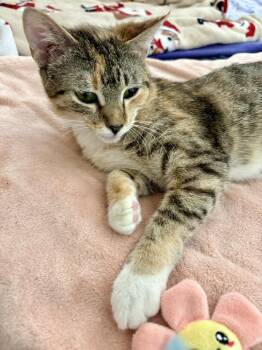 Jazz -  Tabby and Calico Cat for Adoption in Dallas, Texas - Jazz | PetCurious