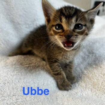 American Shorthair Cats Available for Adoption in Paulina, Louisiana - Ubbe | PetCurious