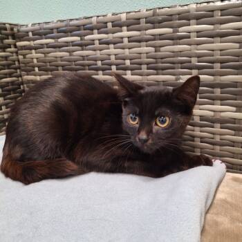 Rescue Domestic Short Hair Cats for Adoption in Attica, New York - Springsteen | PetCurious