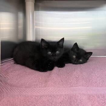 Liberty -  Domestic Short Hair Cat for Adoption in Los Angeles, California - Liberty | PetCurious