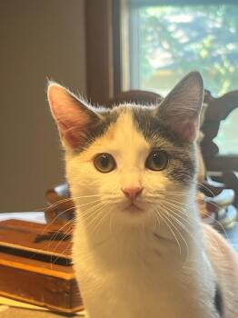 Rescue Dilute Calico Cats for Adoption in Chicago, Illinois - Chapstick (& Cherry) | PetCurious
