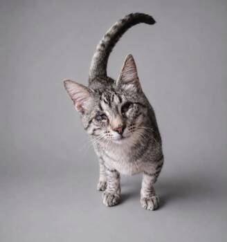 Augustine (Blind) -  Domestic Short Hair Cat for Adoption in The Woodlands, Texas - Augustine (Blind) | PetCurious