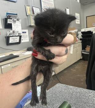 Rescue Domestic Short Hair Cats for Adoption in Dallas, Texas - SMOKEY | PetCurious