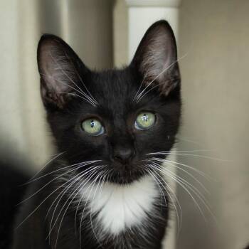 Chive -  Domestic Short Hair Cat for Adoption in Middletown, Rhode Island - Chive | PetCurious
