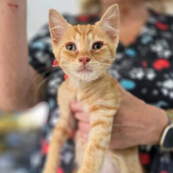 Barney -  Domestic Short Hair Cat for Adoption in Chapel Hill, North Carolina - Barney | PetCurious