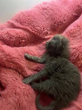 ALEX -  Domestic Short Hair Cat for Adoption in Dallas, Texas - ALEX | PetCurious