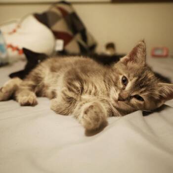 Allen -  Domestic Short Hair Cat for Adoption in Rochester, Minnesota - Allen | PetCurious