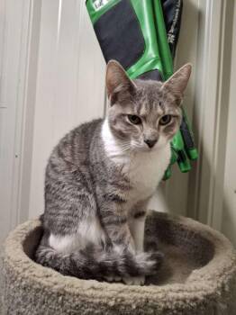 PICASSO -  Tabby Cat Available for Adoption in Ironwood, Michigan - PICASSO | PetCurious