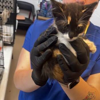 Sally -  Domestic Short Hair Cat for Adoption in Gadsden, Alabama - Sally | PetCurious