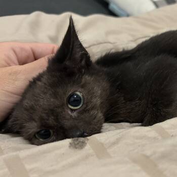 Rescue Domestic Short Hair Cats for Adoption in Chicago, Illinois - Turtle | PetCurious