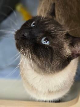 Siamese Cats Available for Adoption - Camilo | PetCurious