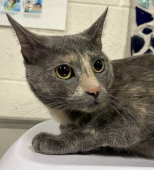 LAIA -  Domestic Short Hair Cat for Adoption in Pensacola, Florida - LAIA | PetCurious