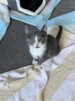 Oak -  Domestic Short Hair Cat for Adoption in Honolulu, Hawaii - Oak | PetCurious