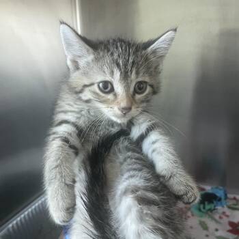 Firefly -  Domestic Short Hair Cat for Adoption in Matteson, Illinois - Firefly | PetCurious