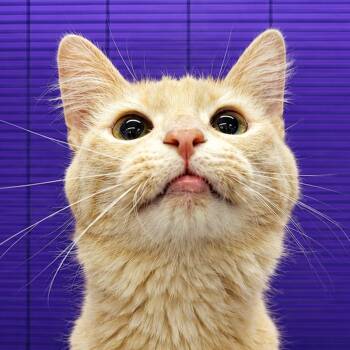 Burrow -  Domestic Medium Hair Cat for Adoption in Cuyahoga Falls, Ohio - Burrow | PetCurious