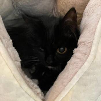 Mystic -  Domestic Long Hair Cat Available for Adoption in North Myrtle Beach, South Carolina - Mystic | PetCurious