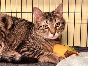Domestic Short Hair Cats Available for Adoption in Auburn, Indiana - Cherise | PetCurious