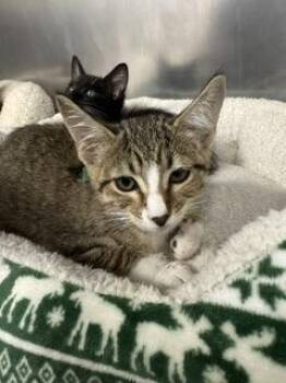 Tavie -  Domestic Short Hair Cat for Adoption in Roseville, California - Tavie | PetCurious