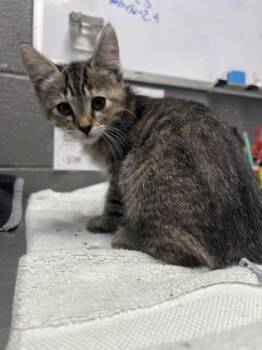 Tomato Basil -  Domestic Short Hair Cat for Adoption in Fort Worth, Texas - Tomato Basil | PetCurious