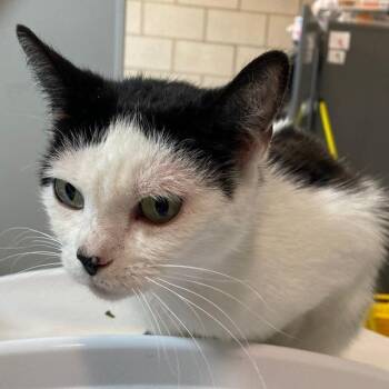 Vanessa -  Domestic Short Hair Cat for Adoption in Des Moines, Iowa - Vanessa | PetCurious