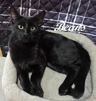 Rescue Domestic Short Hair Cats for Adoption in Southern Pines, North Carolina - Beans - Handsome Sweet Boy Ready For His Forever Home! | PetCurious