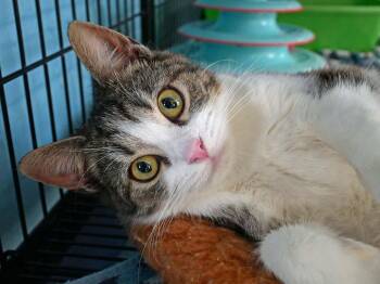 Domestic Short Hair Cats Available for Adoption - Peaches | PetCurious