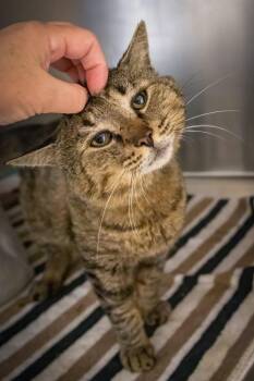 Houston (FCID# 05/28/2026 - 54 Trainer) -  Tabby Cat for Adoption in Greenville, Delaware - Houston (FCID# 05/28/2026 - 54 Trainer) | PetCurious