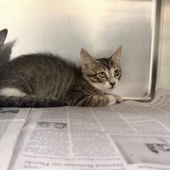 Mula -  Domestic Short Hair Cat for Adoption in Auburn, Alabama - Mula | PetCurious
