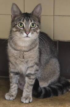 Domestic Short Hair Cats Available for Adoption in Olean, New York - Lucy | PetCurious