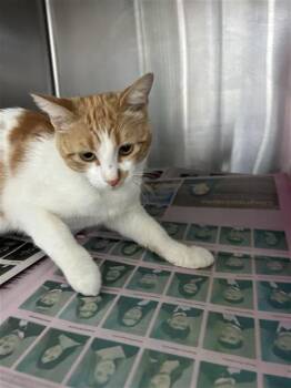KIRBY -  Domestic Short Hair Cat for Adoption in San Antonio, Texas - KIRBY | PetCurious