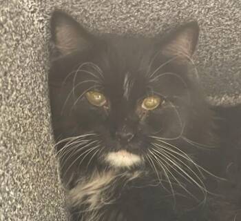 Mrs Jackson -  Domestic Long Hair Cat for Adoption in Golden, Colorado - Mrs Jackson | PetCurious