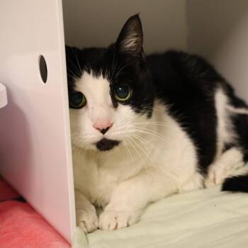Domestic Short Hair Cats Available for Adoption in Briarcliff Manor, New York - Ms Broadway | PetCurious
