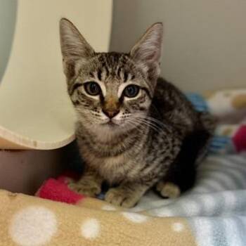 Sunny Shine -  Domestic Short Hair Cat for Adoption in Fresno, California - Sunny Shine | PetCurious