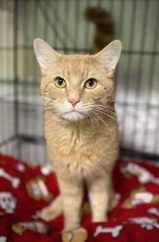 Sunny -  Domestic Short Hair Cat for Adoption in Duxbury, Massachusetts - Sunny | PetCurious