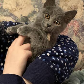 Domestic Short Hair Cats Available for Adoption - Sketchbook | PetCurious