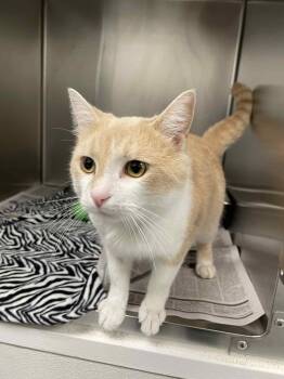 Rescue Domestic Short Hair Cats for Adoption in Covington, Virginia - Mr Boss | PetCurious