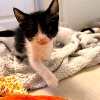 Domestic Medium Hair Cats Available for Adoption in League City, Texas - PAX | PetCurious
