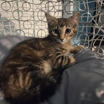 Polly Pocket -  Domestic Short Hair Cat for Adoption in Gibsonia, Pennsylvania - Polly Pocket | PetCurious